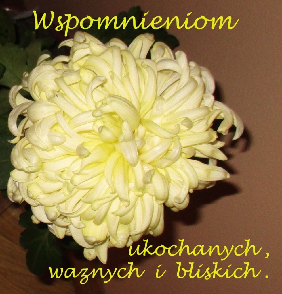 ng kacik lit listopad 15 WJ 24~1