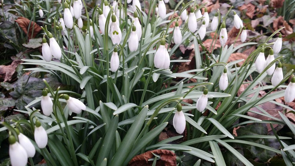 zyczenia 11III2017 ogród