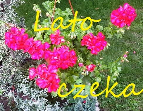 LATO Czeka 16