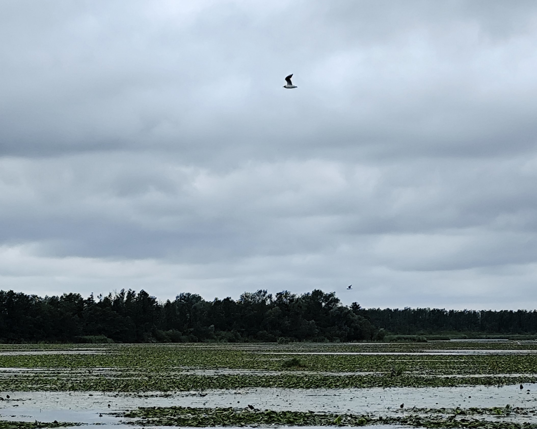 Wycieczka SNG KANAŁ ELBLASKI - REZERWAT Fot. Janusz Wikowski IMG_20250712_094351 a