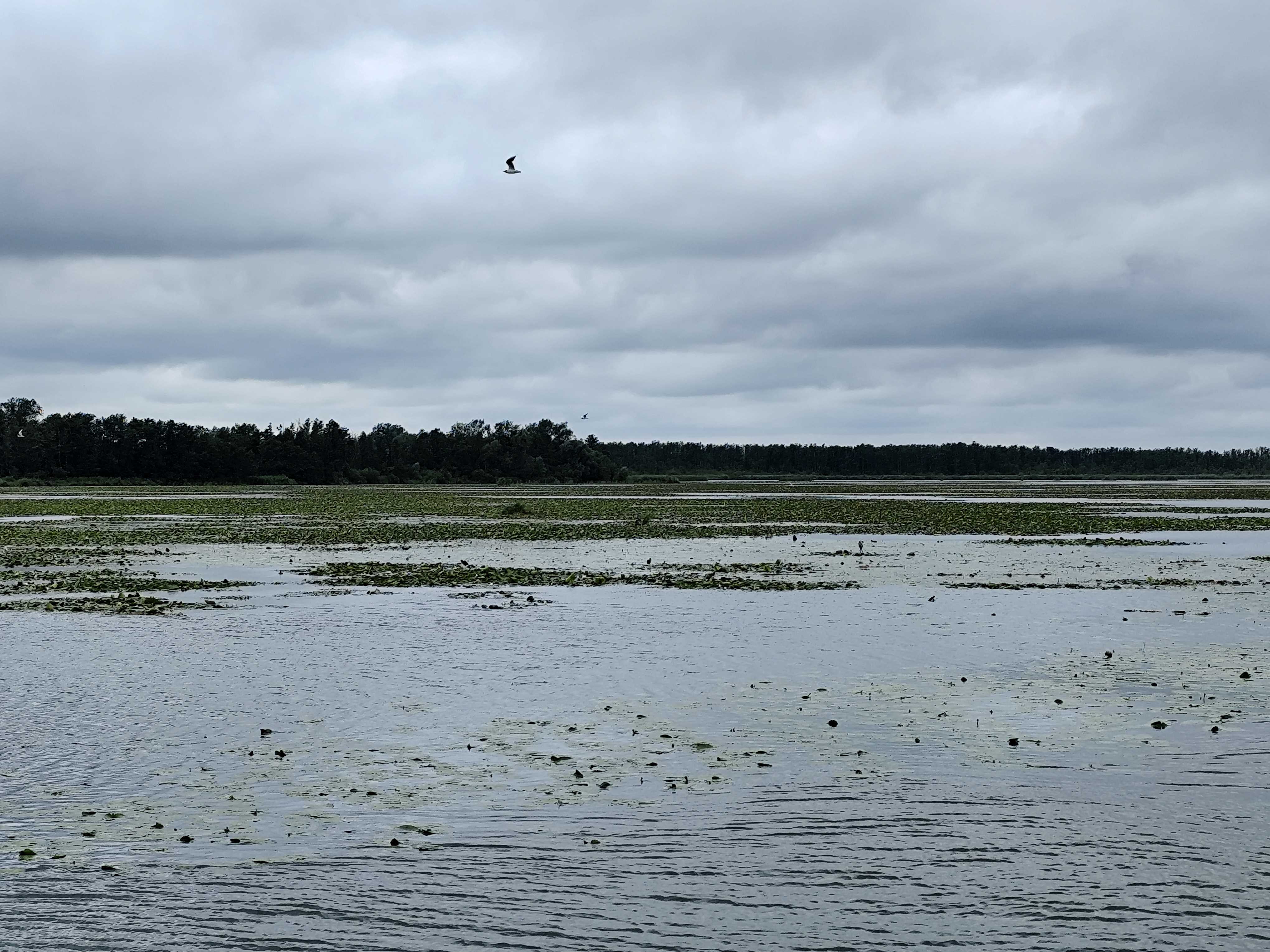 Wycieczka SNG KANAŁ ELBLASKI - REZERWAT Fot. Janusz Wikowski IMG_20250712_094351