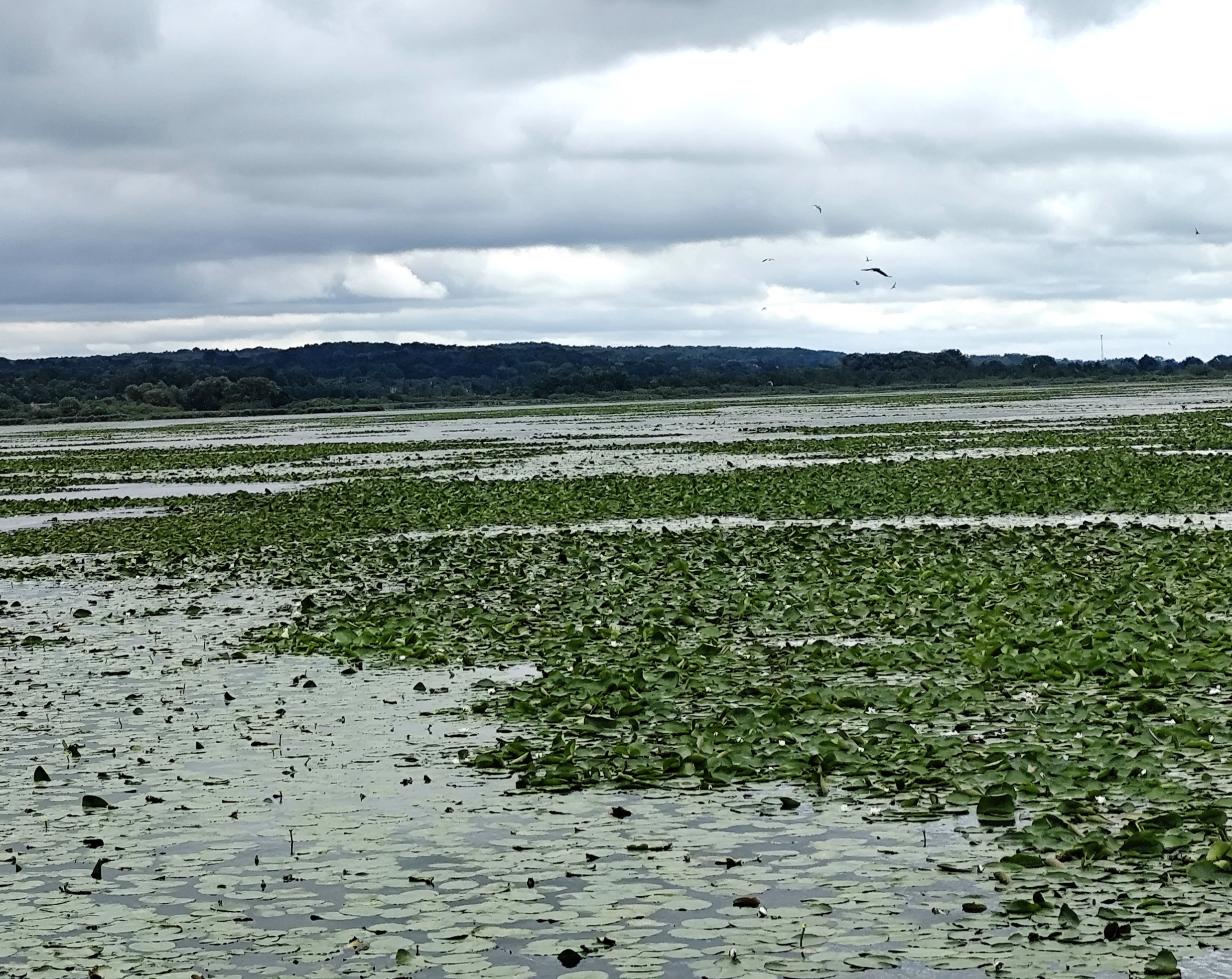 Wycieczka SNG KANAŁ ELBLASKI - REZERWAT Fot. Janusz Wikowski IMG_20250712_094713