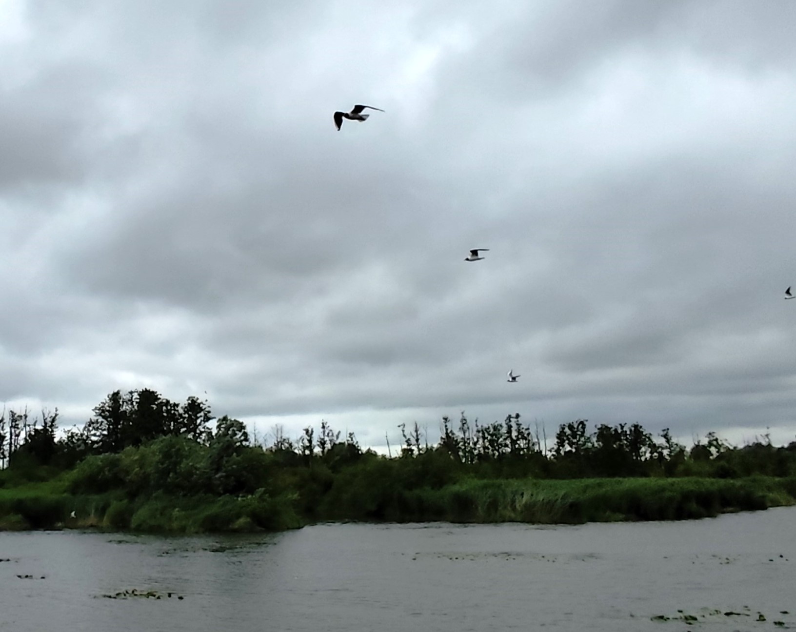 Wycieczka SNG KANAŁ ELBLASKI - REZERWAT Fot. Janusz Wikowski IMG_20250712_094941 a