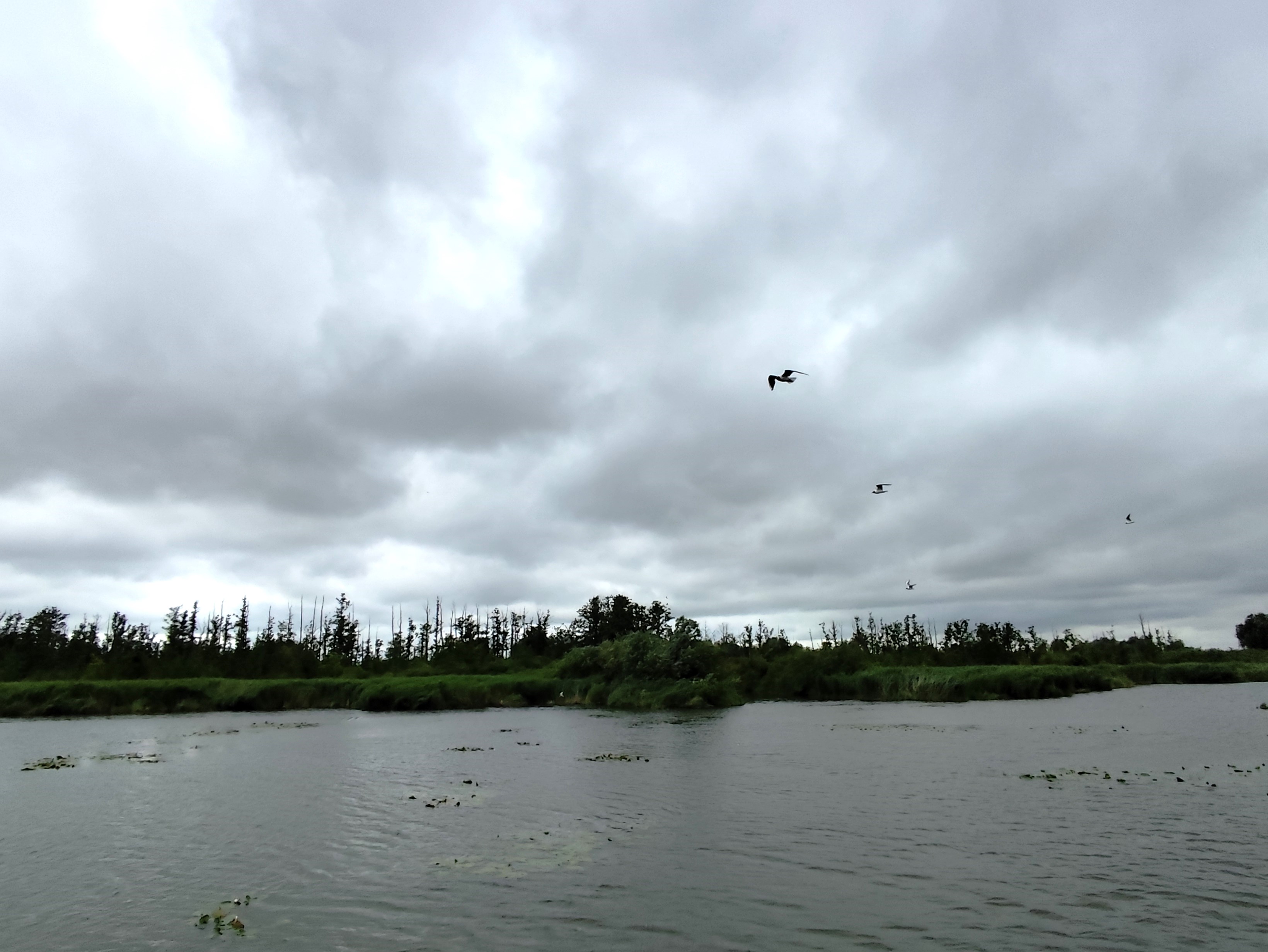 Wycieczka SNG KANAŁ ELBLASKI - REZERWAT Fot. Janusz Wikowski IMG_20250712_094941