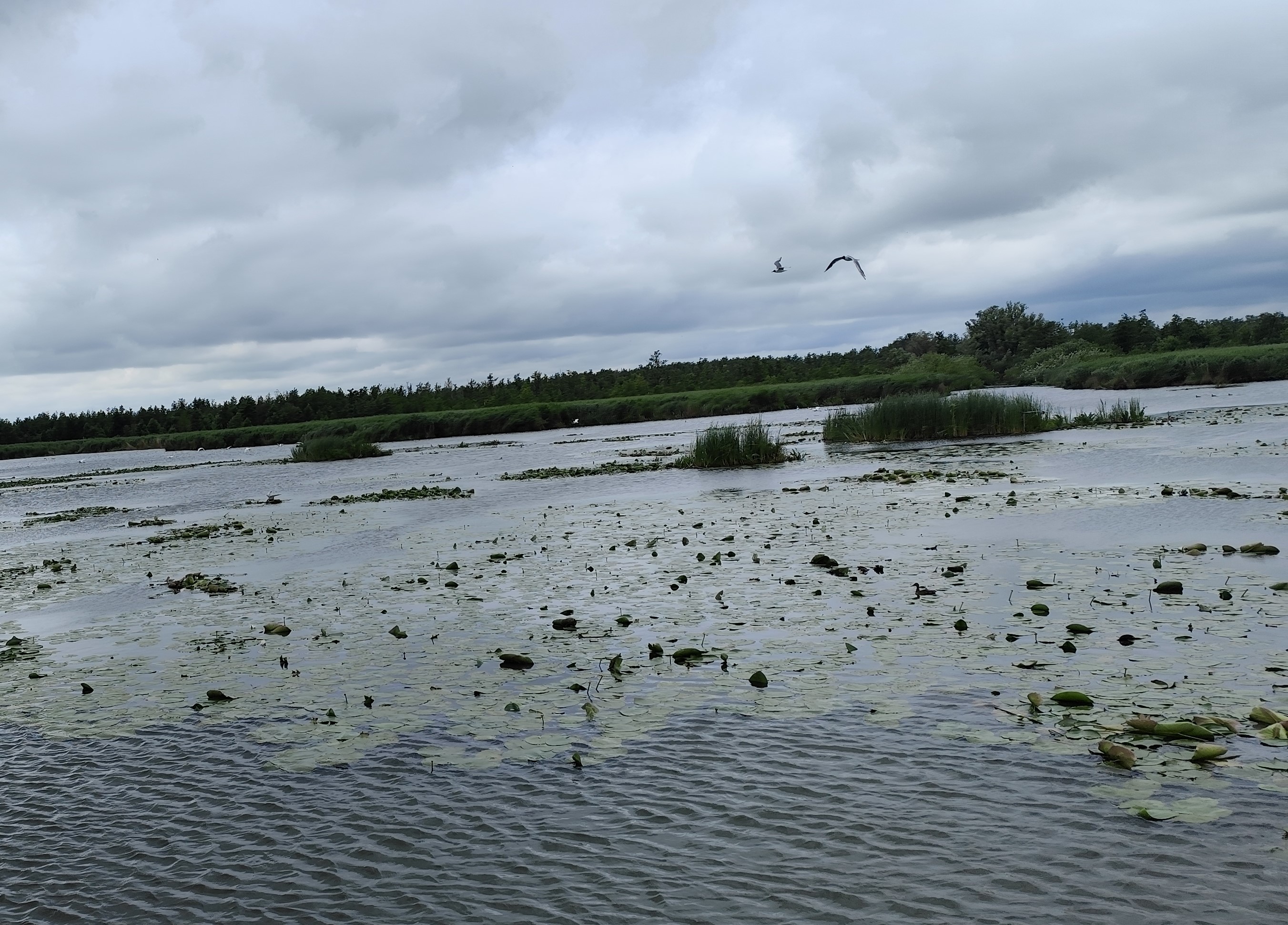 Wycieczka SNG KANAŁ ELBLASKI - REZERWAT Fot. Janusz Wikowski IMG_20250712_100404