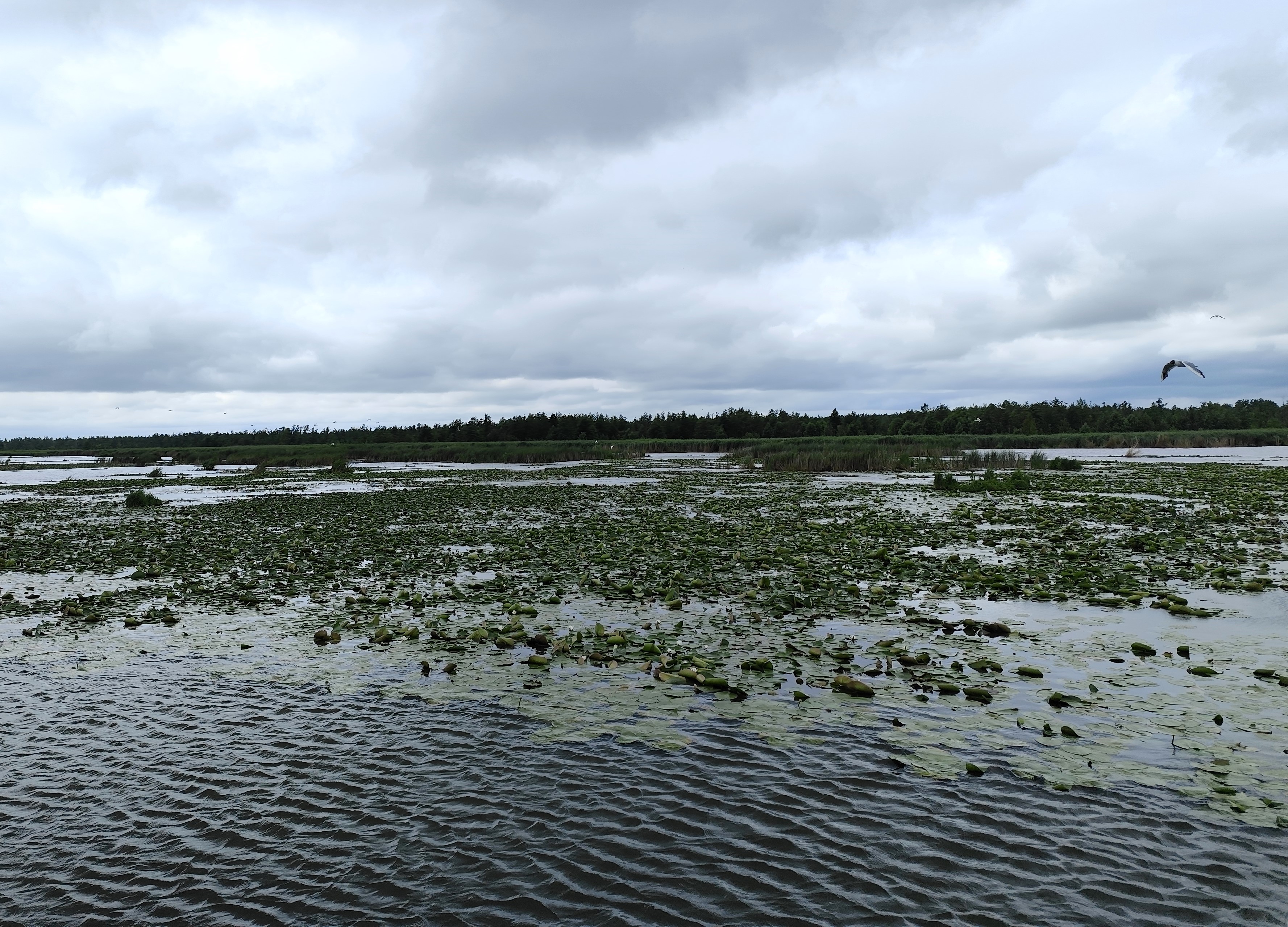 Wycieczka SNG KANAŁ ELBLASKI - REZERWAT Fot. Janusz Wikowski IMG_20250712_100501