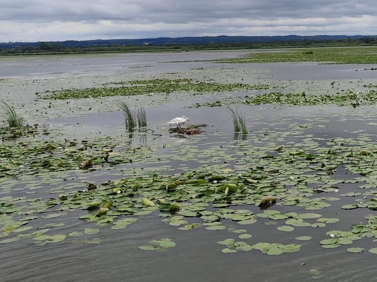 Wycieczka SNG KANAŁ ELBLASKI - REZERWAT Fot. Janusz Wikowski IMG_20250712_101107 a