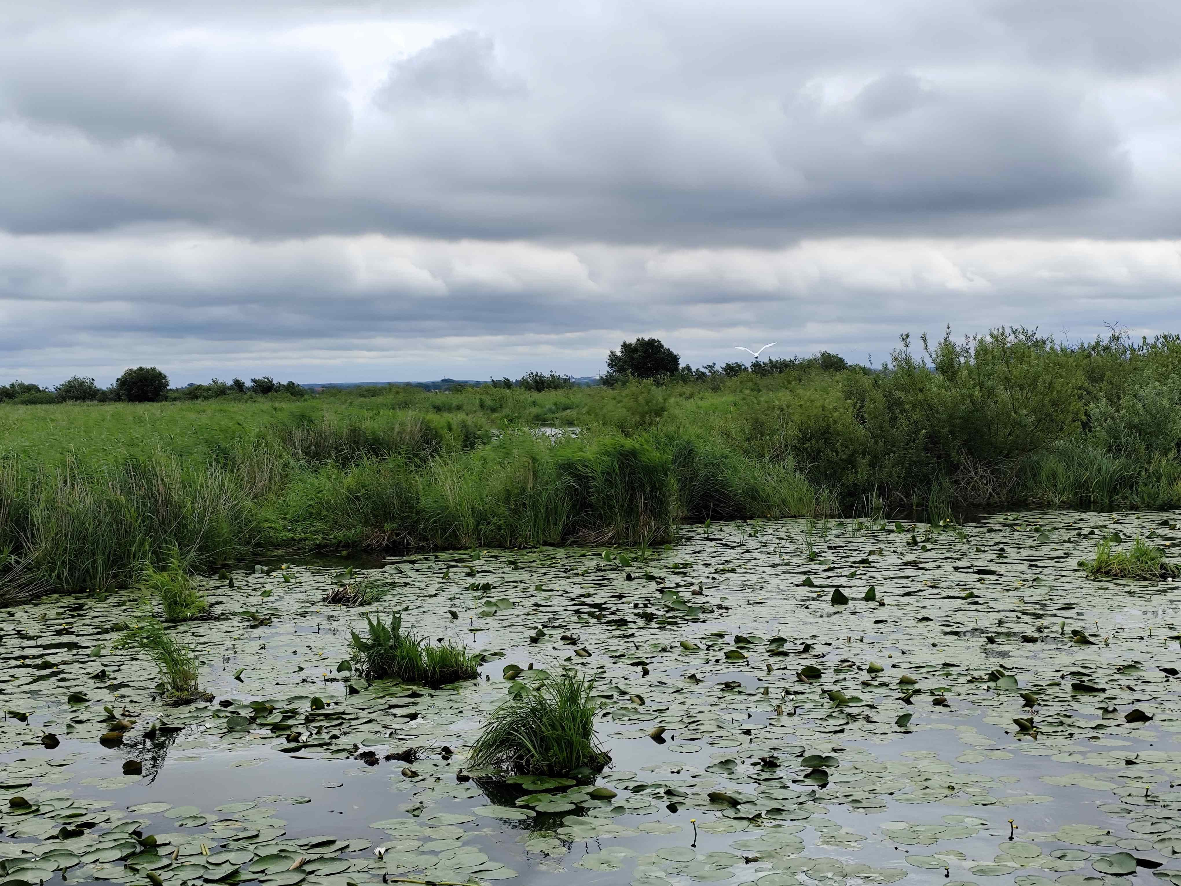Wycieczka SNG KANAŁ ELBLASKI - REZERWAT Fot. Janusz Wikowski IMG_20250712_101204