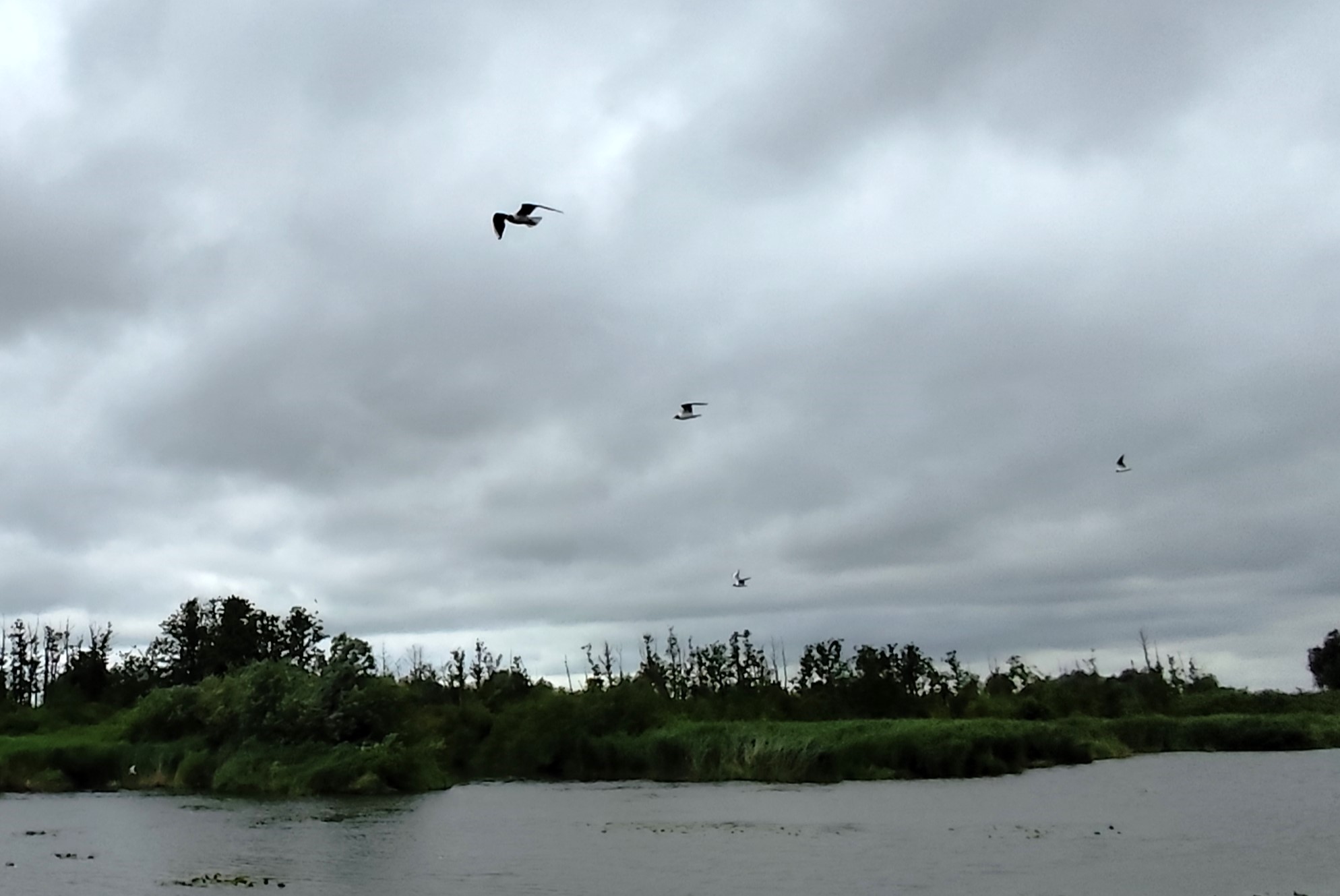 Wycieczka SNG Kanał Elblaski - REZERWAT Fot. Janusz Wikowski IMG_20250712_094941