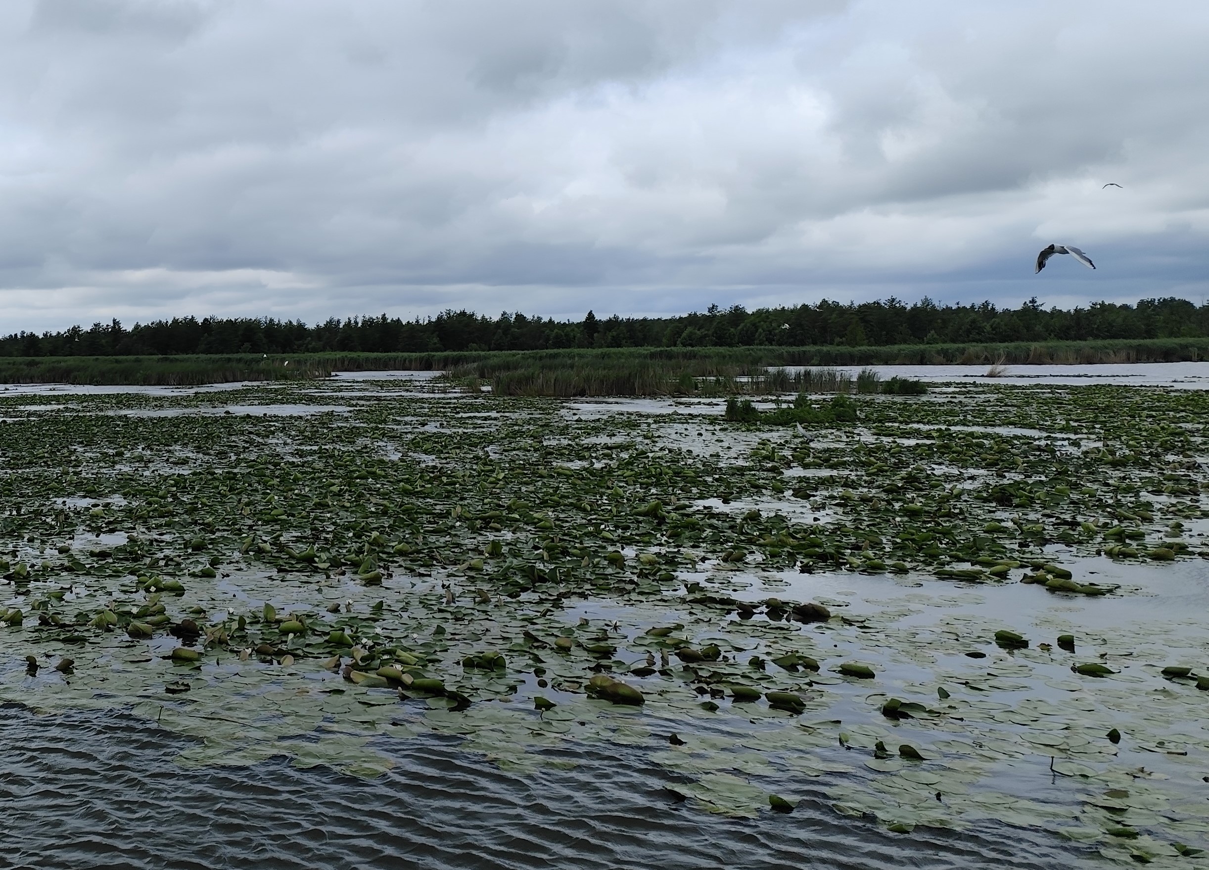 Wycieczka SNG Kanał Elblaski - REZERWAT Fot. Janusz Wikowski IMG_20250712_100501 a