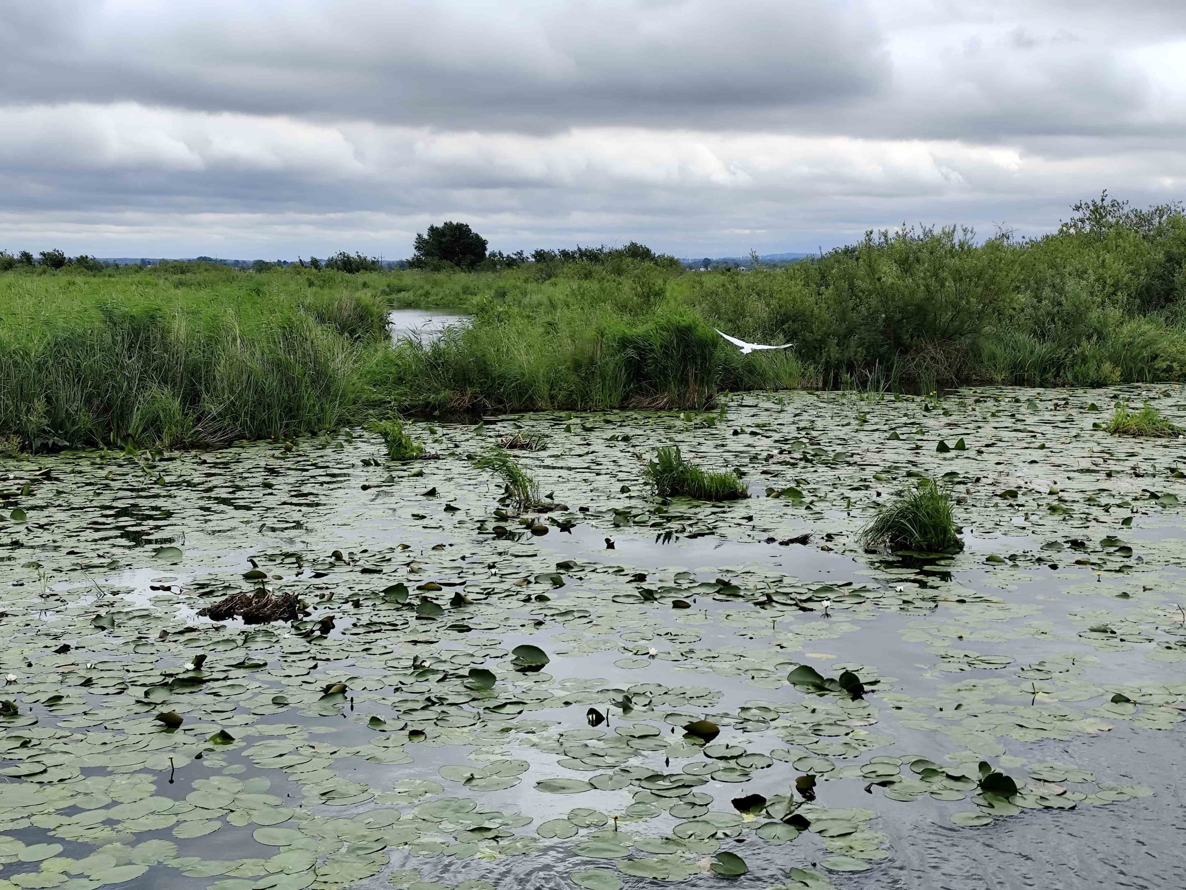 Wycieczka SNG Kanał Elblaski - REZERWAT Fot. Janusz Wikowski IMG_20250712_101201 a