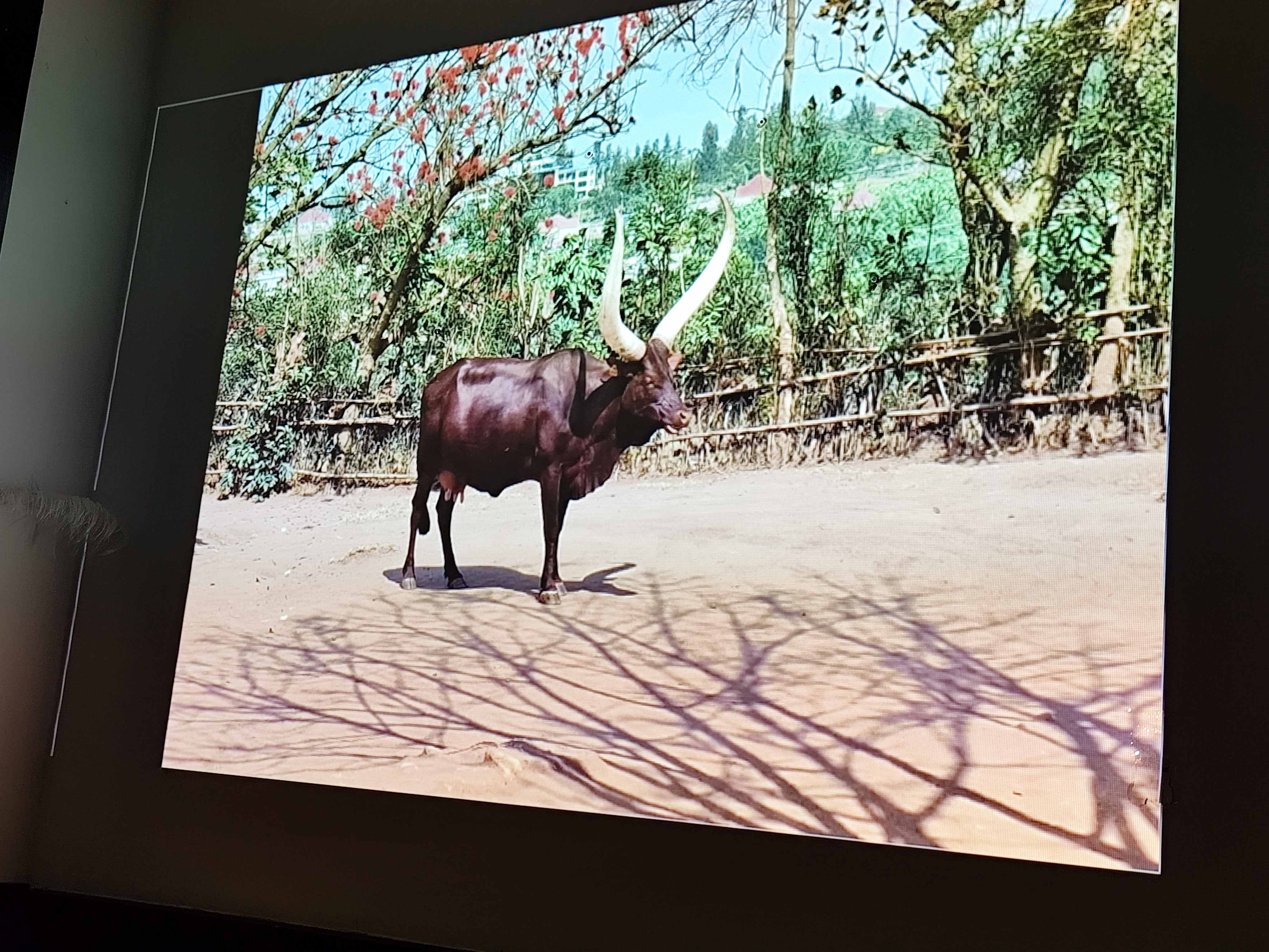 Spotkanie z podróżniczką dr Marią Giedz w Stowarzyszeniu Nasz Gdańsk. Fot_Janusz Wikowski IMG_20251121_185107